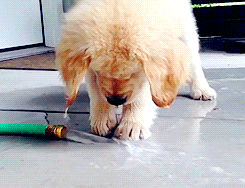 puppy golden retriever