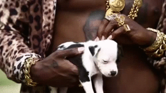 puppy trinidad james all gold everything