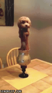 cheezburger dog weird puppy