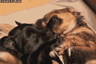 cheezburger cute puppy