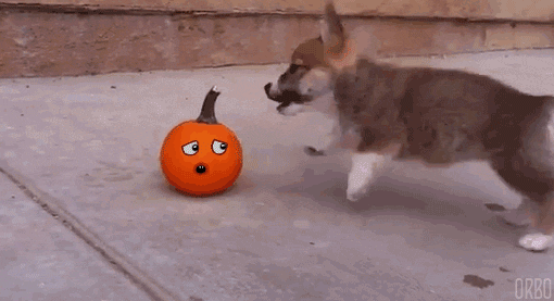 puppy pumpkin pesky