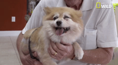 drkexoticvet exotic animal er dr k