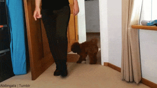 dog puppy gif