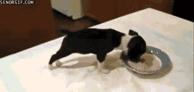 cheezburger dog happy