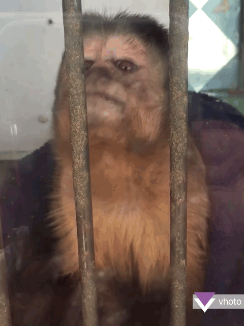 vhoto monkey gif