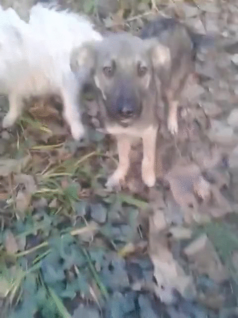 well screaming remember