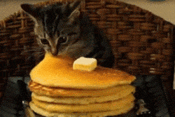 cat gif animals