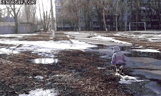 cheezburger funny fall