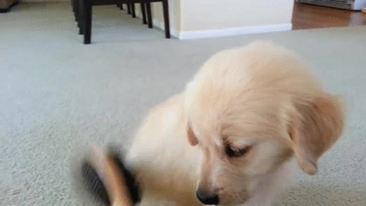 puppy brush