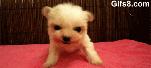 puppy roar angry