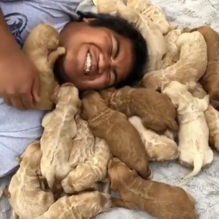 puppies