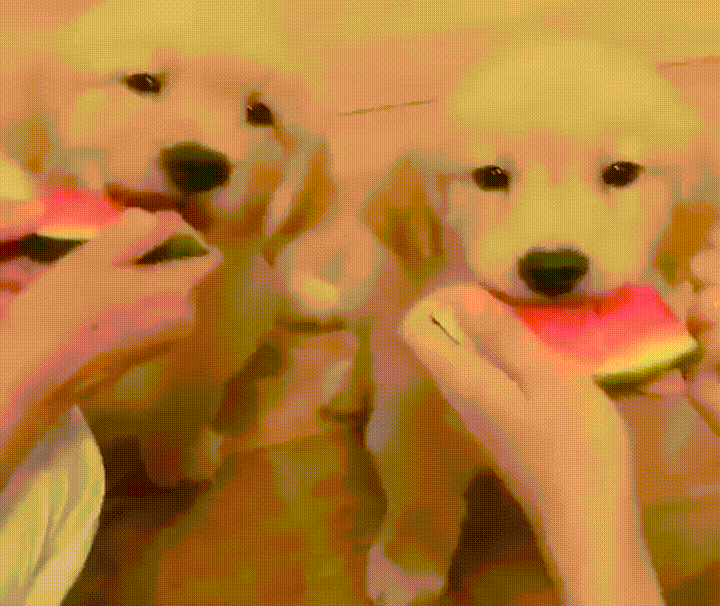 puppies watermelon lab