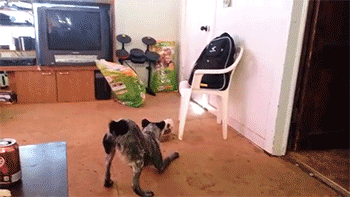 dog roll over lol gif