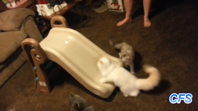 puppy fail