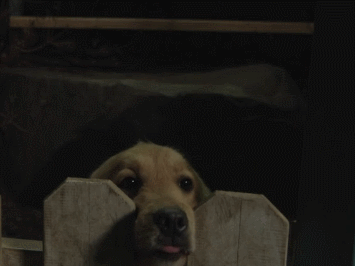 puppy gif happy tag he wait
