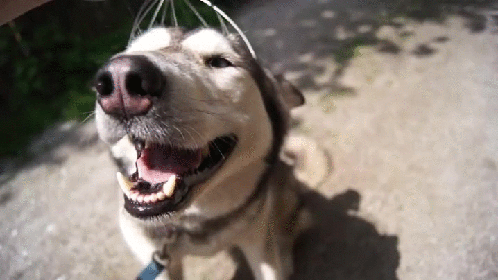 puppy scalp massager