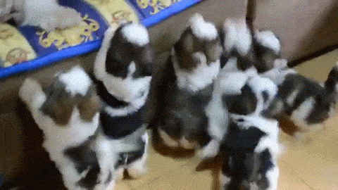 puppies puppy gif shih tzu
