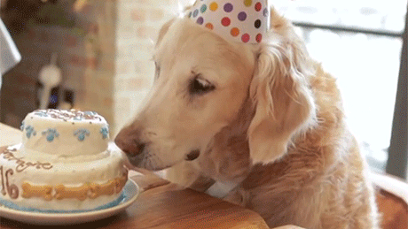 justin dog happy birthday