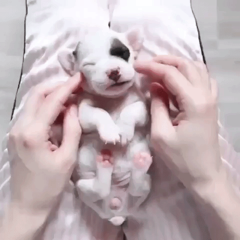 justviralnet puppy cuteness overload
