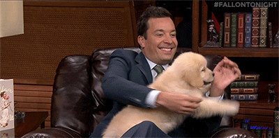 fallontonight jimmy fallon puppy puppies