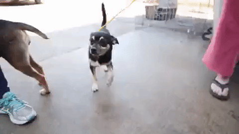 badassbk dogs badass bk brooklyn