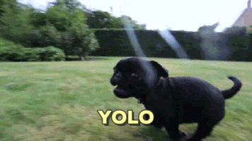 running pug yolo