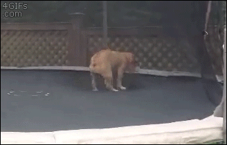 puppy puppies gif