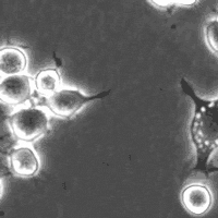 neuroscience neurons