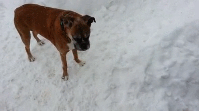 puppy animals being jerks dad