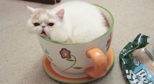cat cup persian