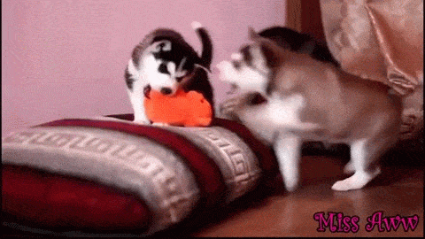 puppies huskies husky gif