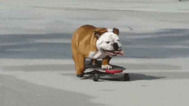 dog bulldog skateboarding animals