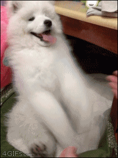 puppy puppies gif