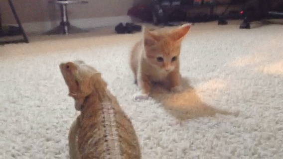 kitten scared lizard