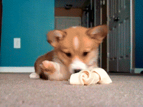 dog puppy corgi