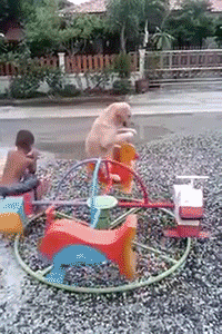 dog kid merry go round