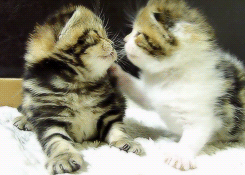 kitten kissing