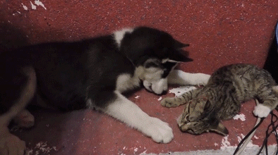 dogs misunderstood boops