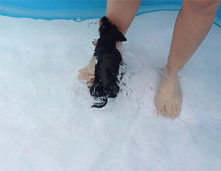 rebekahkhuber dog puppy swimming