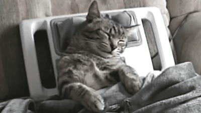 cat relax massage