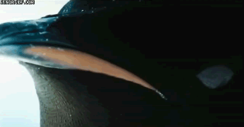 cheezburger penguin video games