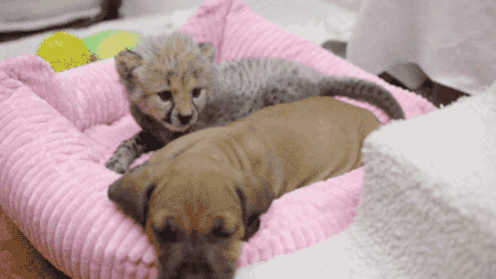 puppy cheetah