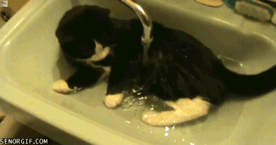 cheezburger cat water sink