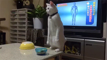 cat video siz
