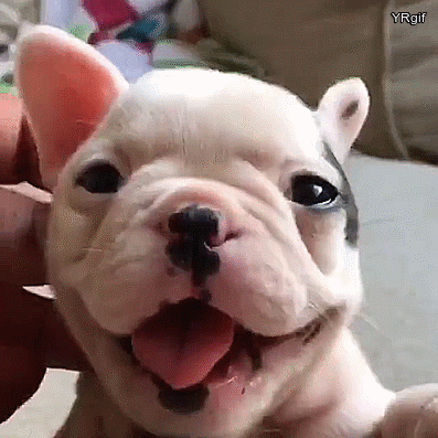 bulldog puppie