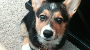 cute puppy corgi