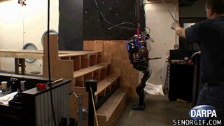 cheezburger home video win