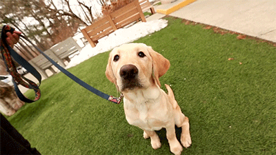 puppy wrangler todaypuppy