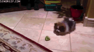 cheezburger puppy vegetables