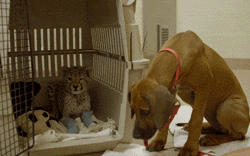 cute animal gif